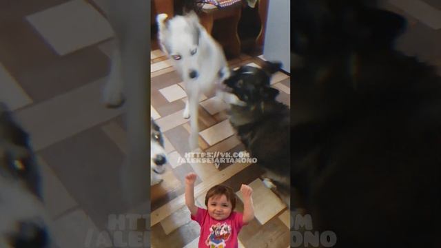 Танго - Обниманго #домашниеживотные #зауралье #шумиха #курганскаяобласть #собаки #Танцы смотреть онлайн