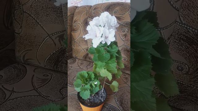 Королевская пеларгония aristo white смотреть онлайн