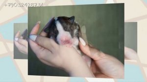 МАЛЫШИ МИНИ БУЛЬТЕРЬЕРА ЖДУТ ВЛАДЕЛЬЦЕВ