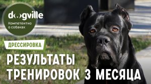 Результаты тренировок с Кане-корсо спустя 3 месяца - Новый член семьи