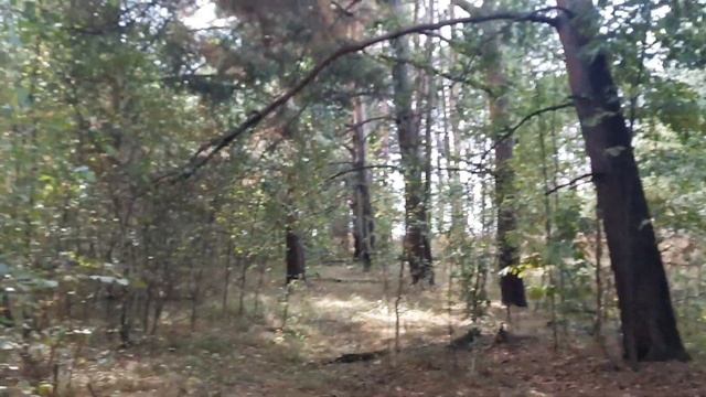 Собираем грибы. Пригород Коломны Маслята,рыжики,подосиновики. смотреть онлайн