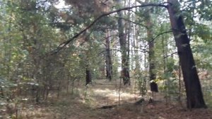 Собираем грибы. Пригород Коломны Маслята,рыжики,подосиновики.