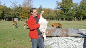 Talking Turkey from The Milford Bistro