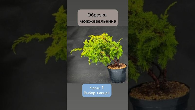 Обрезка можжевельника. Часть 1. Выбор «лица». #бонсай #bonsai #ниваки #сад #андрейдарусенков