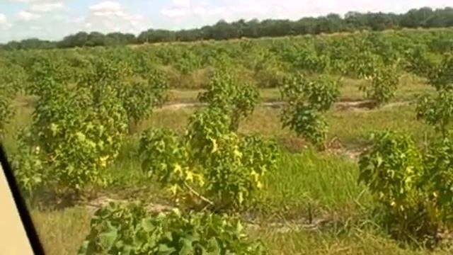 Biodiesel: Jatropha Plantation in Florida смотреть онлайн