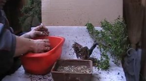 Сагереция Чайная - Бонсай - Пересадка (Часть 2)