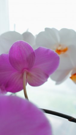 4 важных правила при выращивание орхидей летом