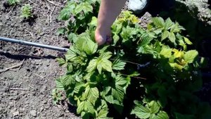 Подкормка ремонтантной малины