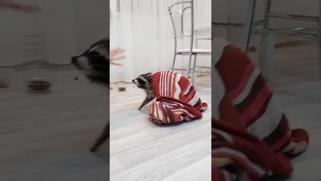 Енотиха играет ?? смотреть онлайн