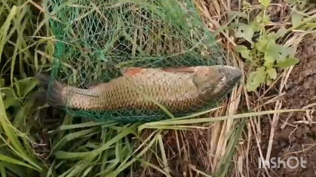 рыбалка  на КАРПА !!!
Алёнкин пруд