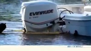 Evinrude 150 VS Yamaha 150