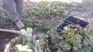 РЕМОНТАНТНАЯ КЛУБНИКА  УБИРАЕМ В ПОГРЕБ НА ХРАНЕНИЕ ПРИ ТЕМПЕРАТУРЕ  +4