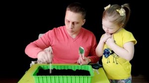 Укроп на подоконнике дома. Как вырастить укроп на подоконнике в домашних условиях. Садим укроп