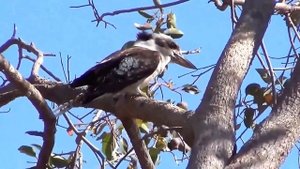 Животные Австралии. Звуки животных. Развивающие мультики