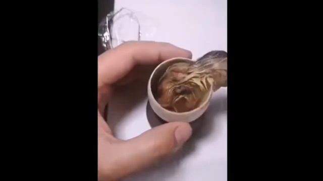 Как вырастить цыпленка из открытого яйца