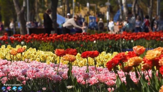 Самая красивая мелодия в мире! Красивая Мелодия До Слез! Три месяца я слушала только эту музыку!