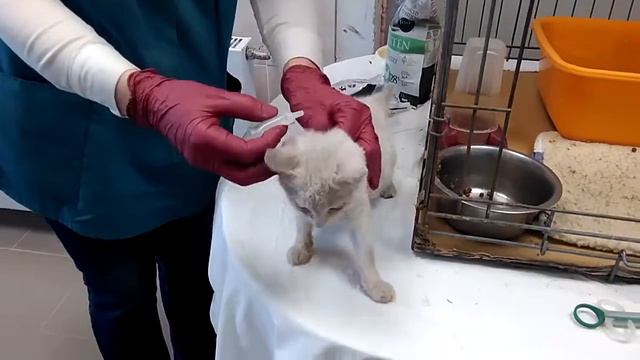 Почти белый котёнок - день второй смотреть онлайн