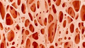 Внутренняя структура кости Под микроскопом