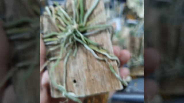 Chiloschista | Ionopsis | Dendrobium | Новый завоз от 30.05.2020 | Regina orchids shop смотреть онлайн