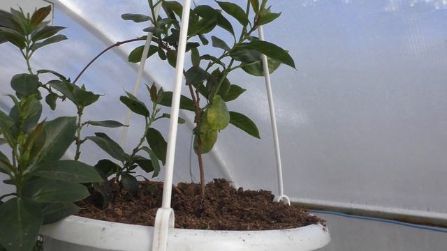 Продолжение обзора теплицы. смотреть онлайн