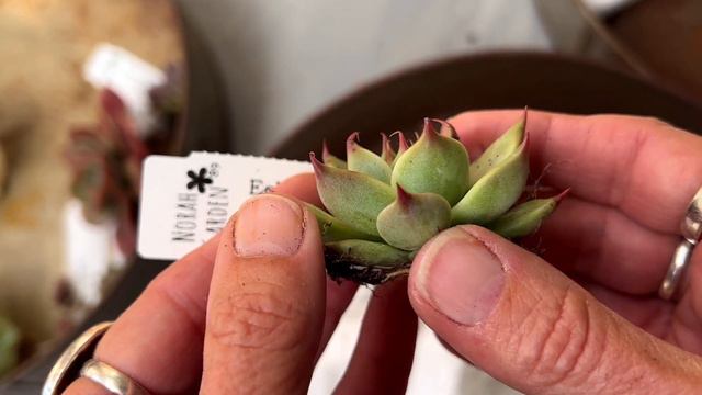 Unboxing Norah Garden 89 Succulent Sales Nov 2023 #2 - TCS017 смотреть онлайн