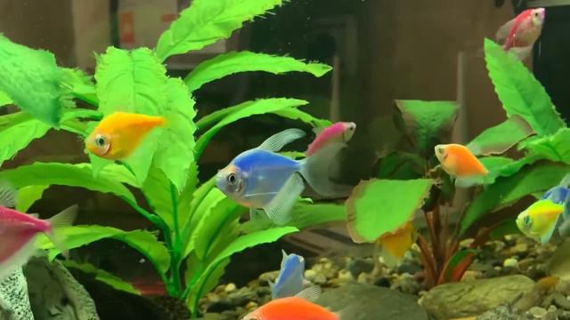 Аквариумные #рыбки для начинающих