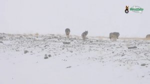 Weltrekord Marco Polo Argali in Tadschikistan