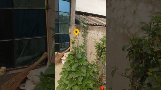 Sunflower miniature Update care in summer / Winter