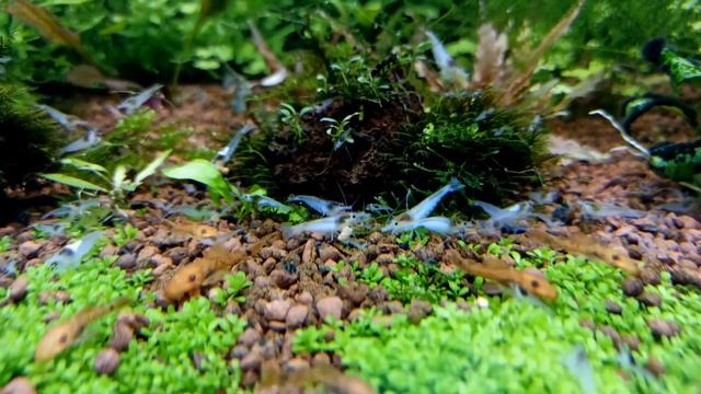 Разнообразие неокаридин | аквариумные креветки смотреть онлайн