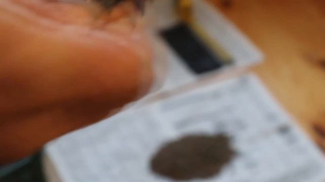 Туя, размножение семенами