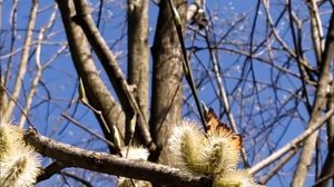 А птицы славят Бога... (Мои стихи о Вечном)