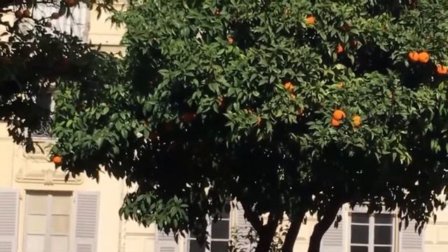 Магнолии, мимозы, апельсины на улицах города в конце зимы смотреть онлайн