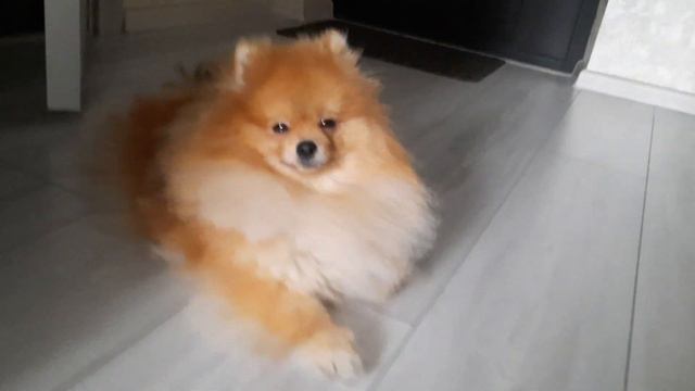 Спящий Шпицуля