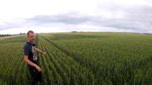 Полевые опыты с нормой высева яровой пшеницы. Листовые подкормки. Ошибки инсектицидной обработки.