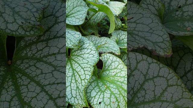 Brunnera macrophylla Alexanders Great #shorts