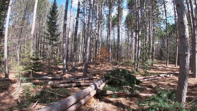 SKIDDER LOG LOADER GRAPPLE