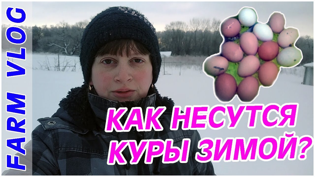 Farm Vlog_ Несутся ли куры зимой_ Жизнь в деревне _ Farm Life