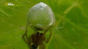 Дикая природа Великобритании ⁄ 2 серия - Водоемы