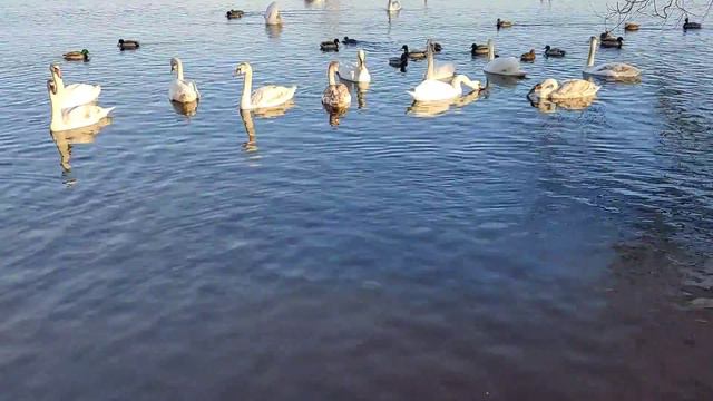 Пришли покормить Лебедей.. смотреть онлайн