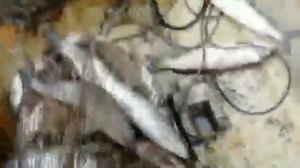 Лучшая рыбалка в мире!!! Рыбаки поймали стог якутских чиров и омулей!!!