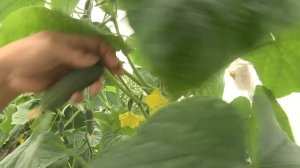 Дачные советы Галины Старосельцевой Май 25-2023