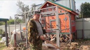 Как отучить петуха нападать на людей.