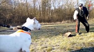 ЯГУАР против АРГЕНТИНСКОГО ДОГА КТО СИЛЬНЕЕ