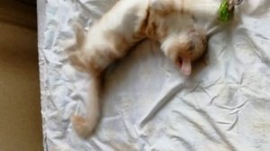 Мейн кун: история метиса