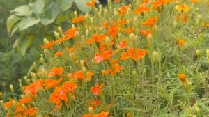 Мексиканские бархатцы.Настоящее украшение участка.