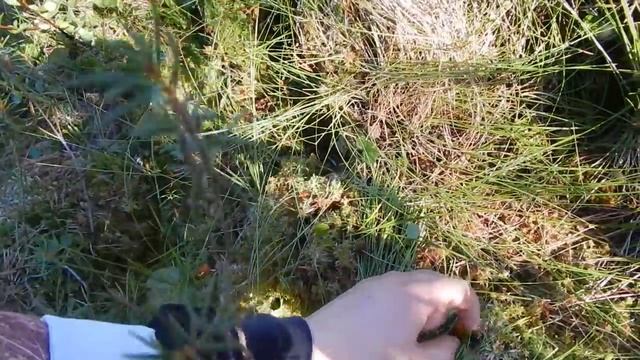 Поход Морошка и Грибы. Часть 2 смотреть онлайн