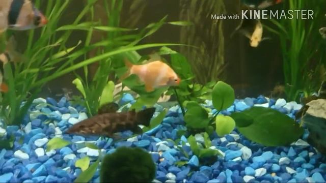 Мои рыбки в 40 литровом аквариуме смотреть онлайн