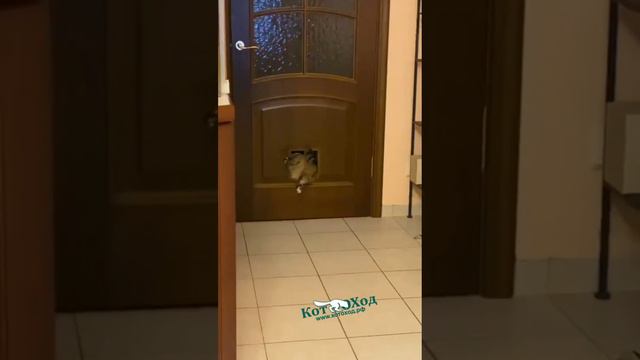 Уставший кот лезет в котоход