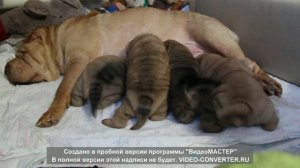 щенки шарпея