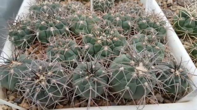 Кактусы Игоря Сытника 2018. Часть 1. смотреть онлайн